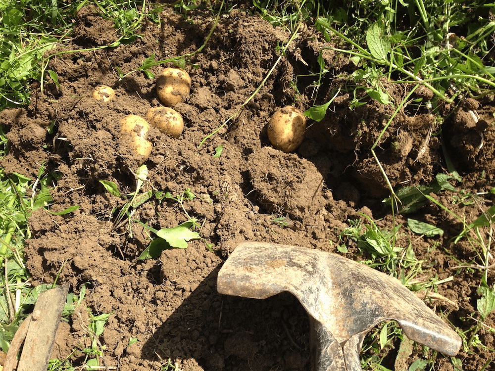 Digging up the potatoes: one of the system’s profitable products.