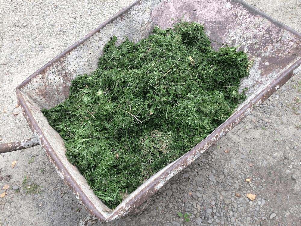 Committed chopped-off grass in the cart (history).